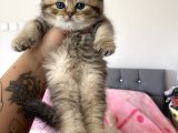 British Tabby Yavrular Teslime Hazır