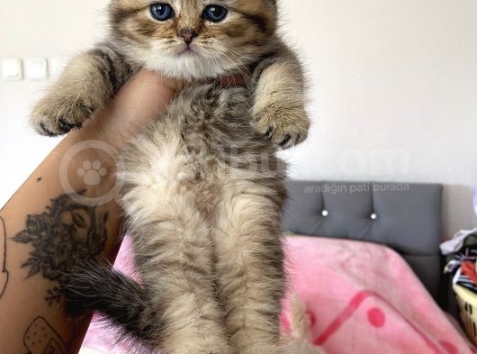 British Tabby Yavrular Teslime Hazır görsel