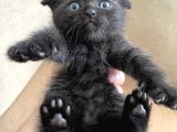 Safkan Scottish Fold Ve British Shorthair Yavrular