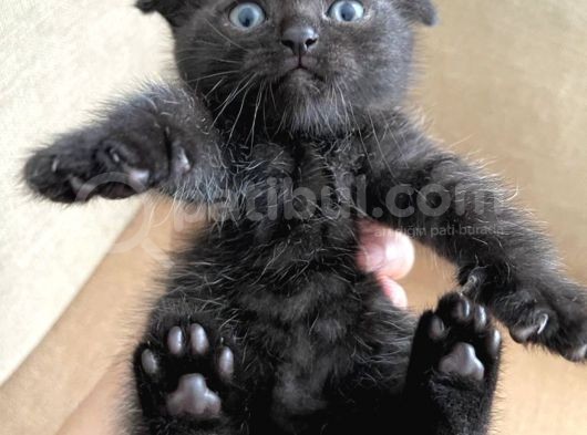 Safkan Scottish Fold Ve British Shorthair Yavrular