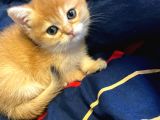 British Golden Bebekler Teslime Hazır