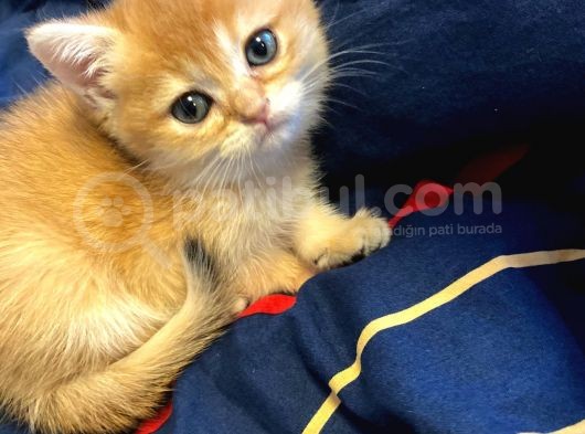 British Golden Bebekler Teslime Hazır görsel