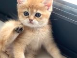 British Golden Bebekler Teslime Hazır