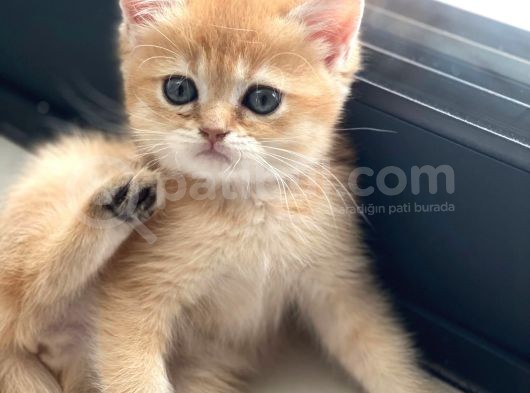British Golden Bebekler Teslime Hazır görsel
