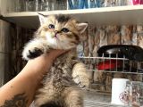 British Tabby Yavrular Teslime Hazır