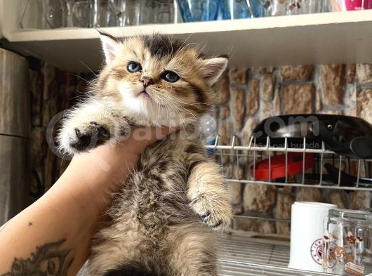 British Tabby Yavrular Teslime Hazır görsel