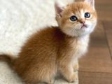 British Golden Bebekler Teslime Hazır