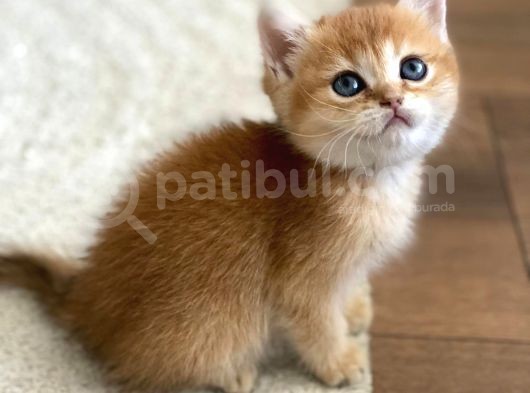 British Golden Bebekler Teslime Hazır görsel