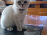 Scottish Fold Beyaz Yavru