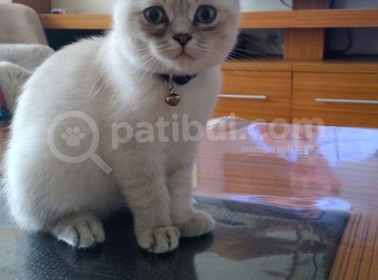 Scottish Fold Beyaz Yavru görsel
