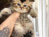 British Tabby Yavrular Teslime Hazır