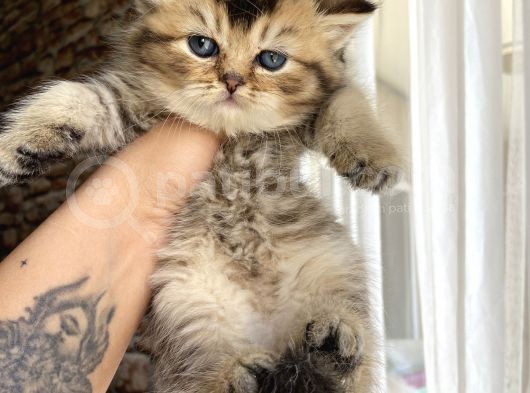 British Tabby Yavrular Teslime Hazır görsel