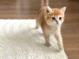 British Golden Bebekler Teslime Hazır