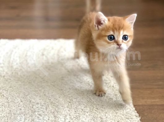 British Golden Bebekler Teslime Hazır görsel