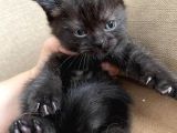 Safkan Scottish Fold Ve British Shorthair Yavrular