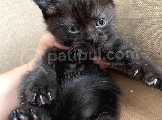 Safkan Scottish Fold Ve British Shorthair Yavrular görsel
