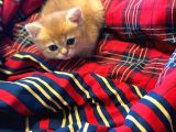 British Golden Bebekler Teslime Hazır