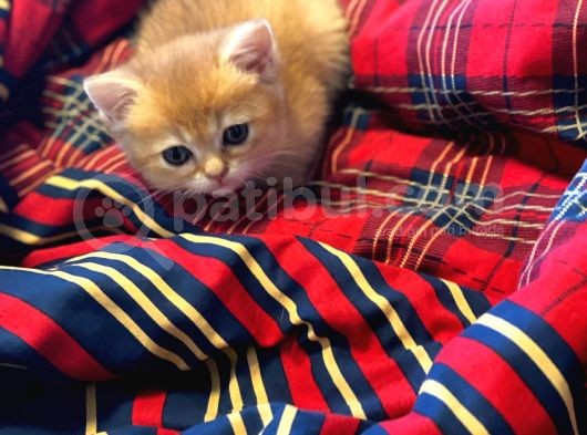 British Golden Bebekler Teslime Hazır görsel