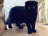 Safkan Scottish Fold Yavrular