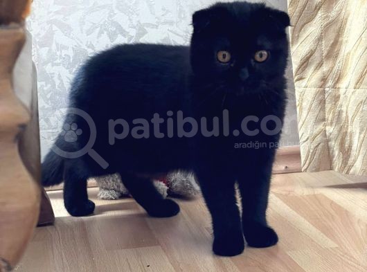 Safkan Scottish Fold Yavrular görsel