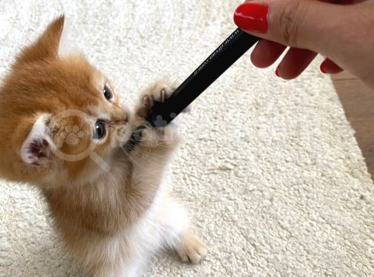 British Golden Bebekler Teslime Hazır görsel