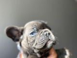 A Kalite French Bulldog
