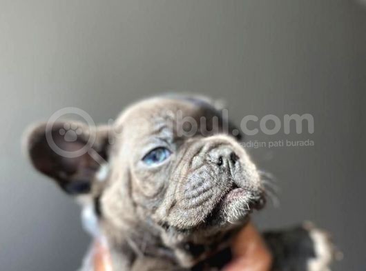 A Kalite French Bulldog görsel