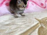 British Tabby Yavrular Teslime Hazır