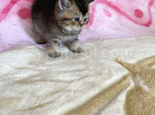 British Tabby Yavrular Teslime Hazır
