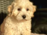 Show Kalite Maltipoo Yavrular