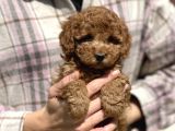 Show Kalite Poodle Yavrular