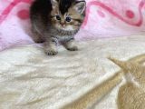 British Tabby Yavrular Teslime Hazır