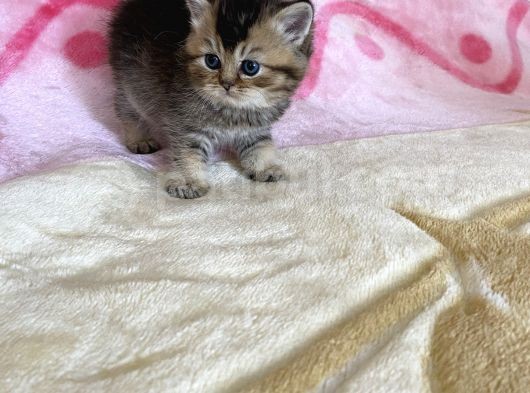 British Tabby Yavrular Teslime Hazır görsel