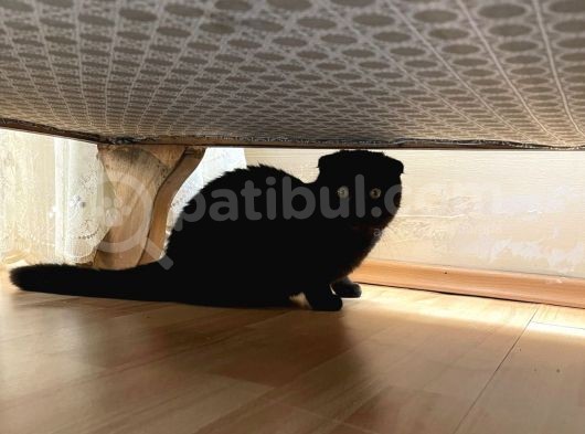 Safkan Scottish Fold Yavrular görsel