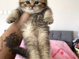 British Tabby Yavrular Teslime Hazır