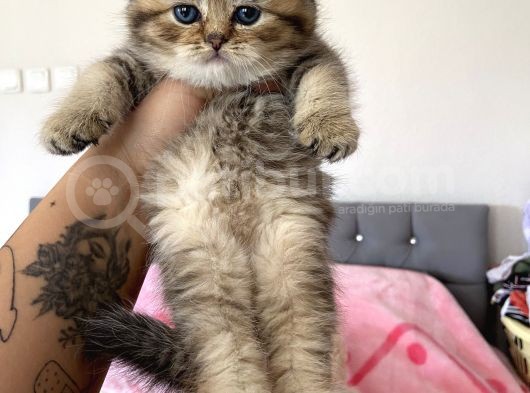 British Tabby Yavrular Teslime Hazır görsel