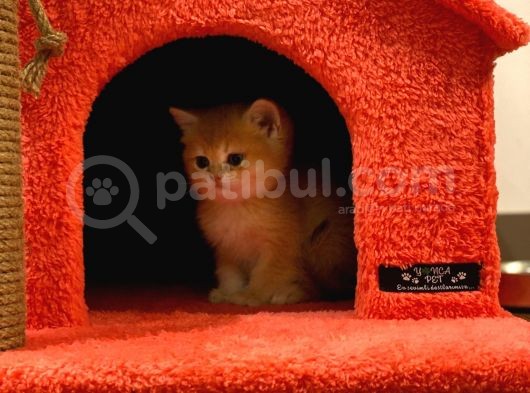 British Golden Bebekler Teslime Hazır görsel