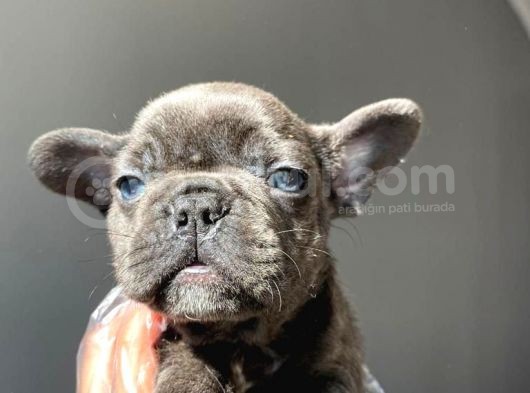 A Kalite French Bulldog