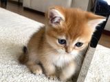 British Golden Bebekler Teslime Hazır