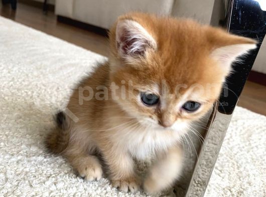 British Golden Bebekler Teslime Hazır görsel