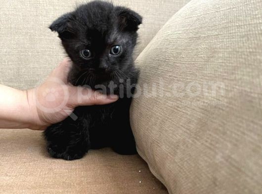 Safkan Scottish Fold Ve British Shorthair Yavrular görsel