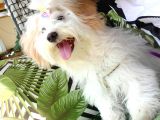 Acil Acil Terrier