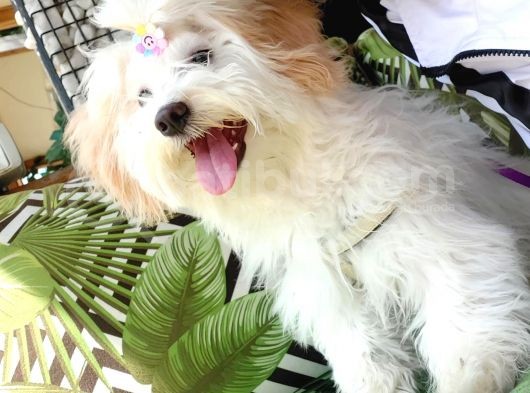 Acil Acil Terrier