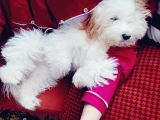 Acil Acil Terrier