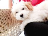 Acil Acil Terrier
