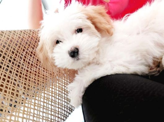 Acil Acil Terrier görsel