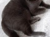7 Aylık Erkek British Shorthair