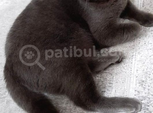 7 Aylık Erkek British Shorthair görsel