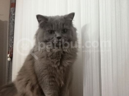 Acil Sahıplendırılecektır 6.5 Aylık Erkek görsel