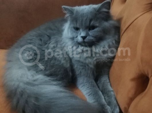 Acil Sahıplendırılecektır 6.5 Aylık Erkek görsel